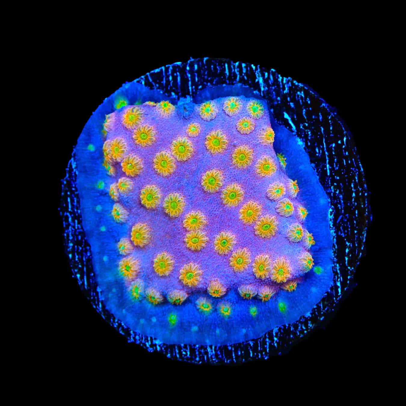 ACI Sunrise Cyphastrea Coral