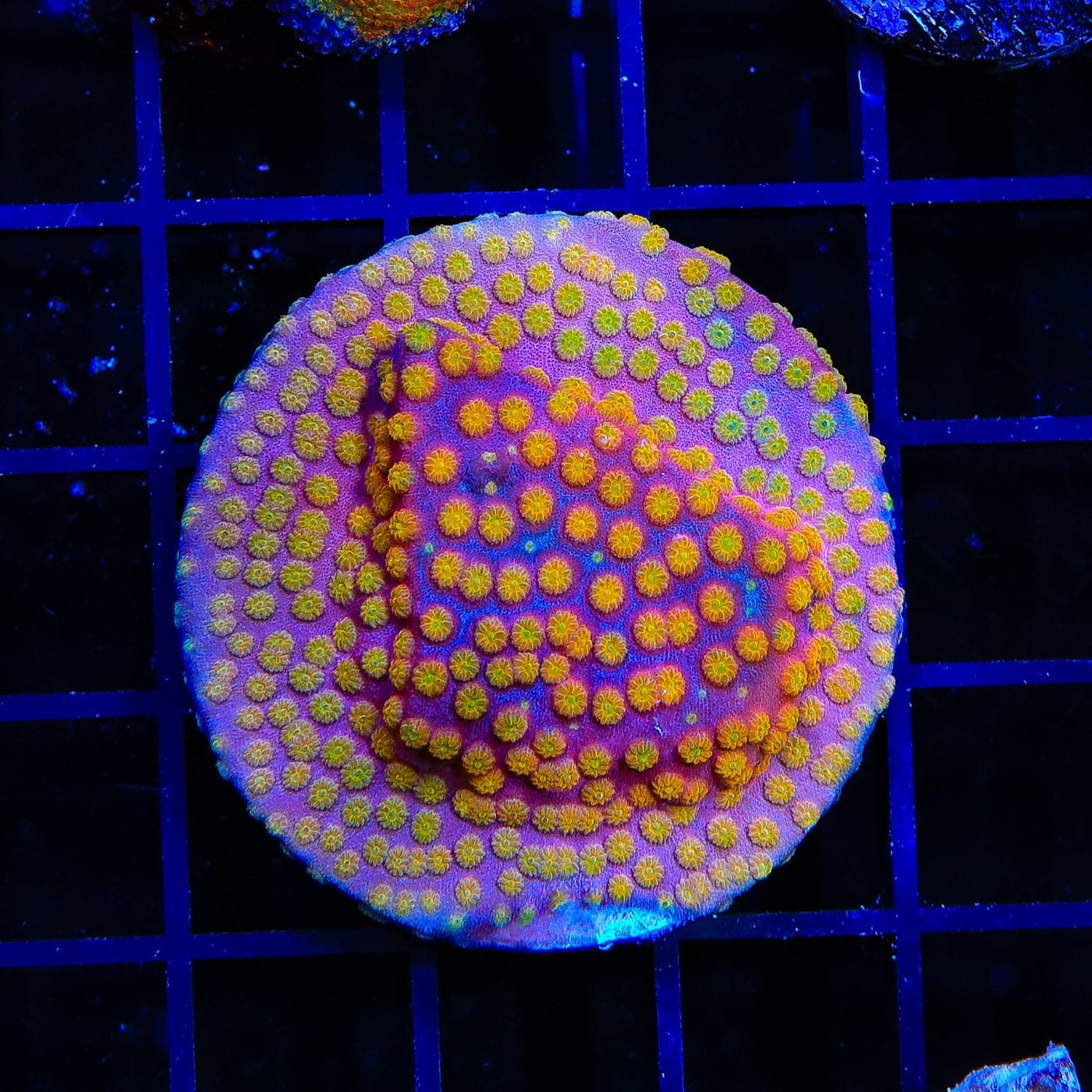 ACI Sunrise Cyphastrea XL Frag Coral