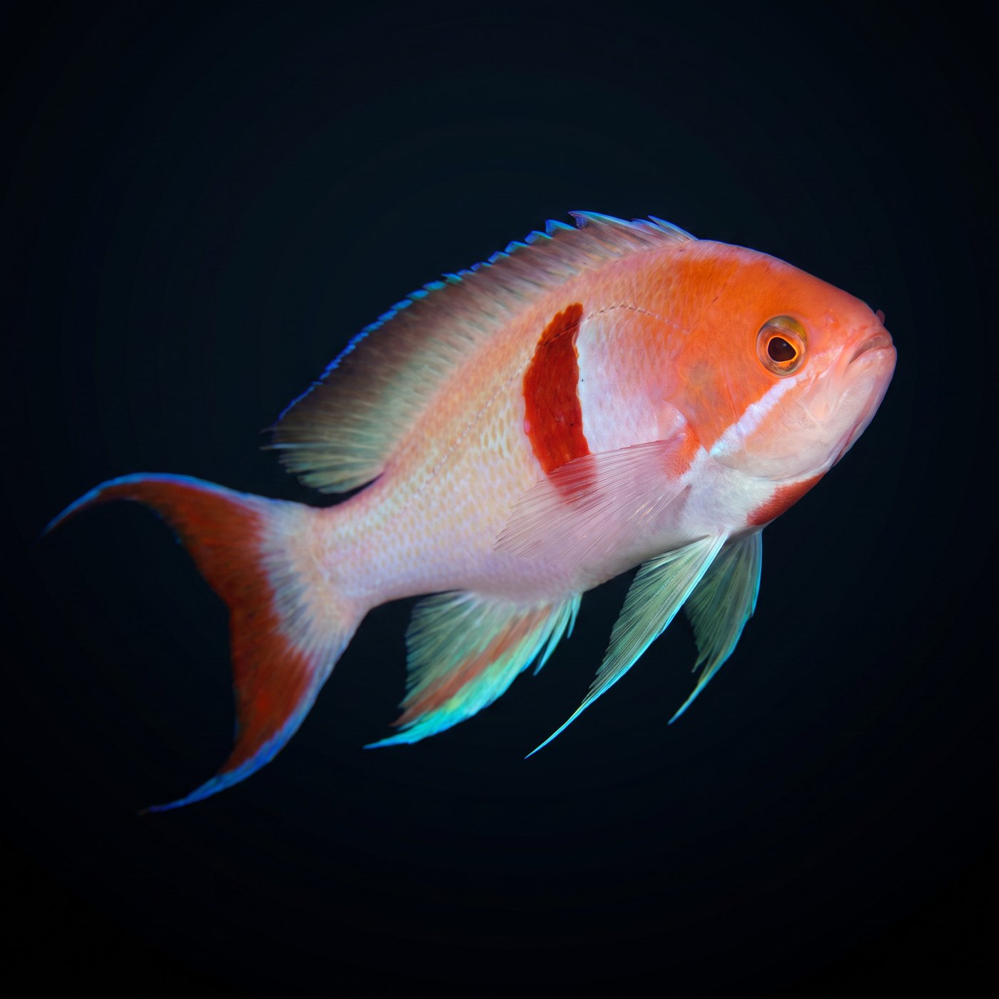 Tricolor Anthias Balığı - Male