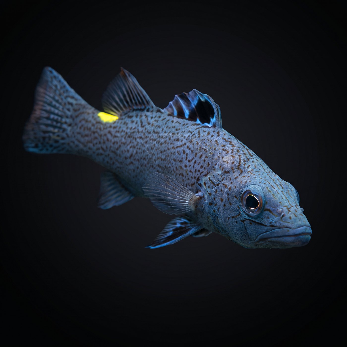 Arrowhead Basslet Balığı