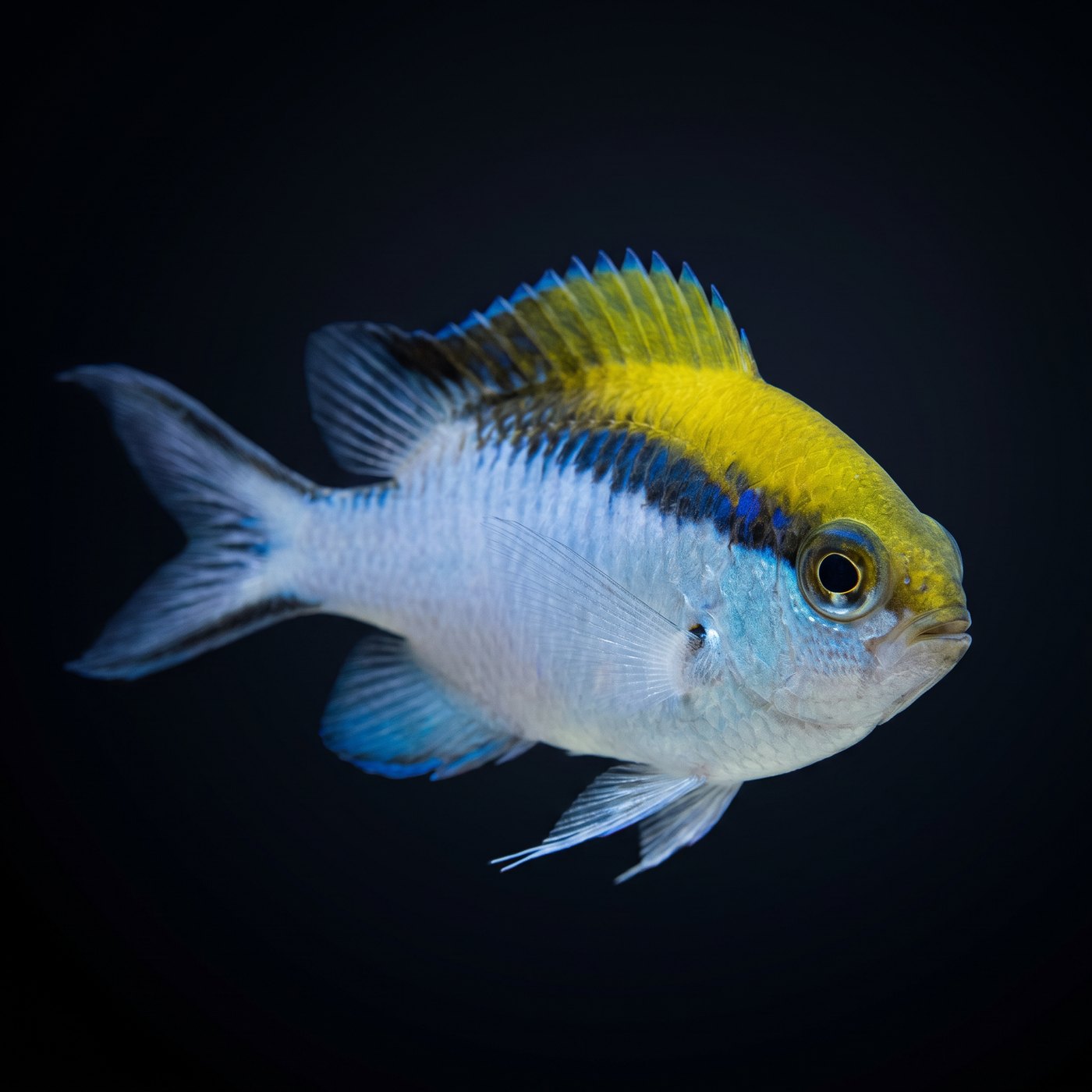 Barrier Reef Chromis Balığı
