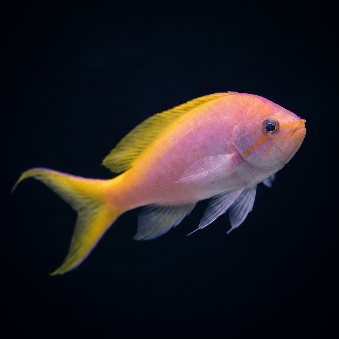 Bartlett's Anthias Balığı - Female
