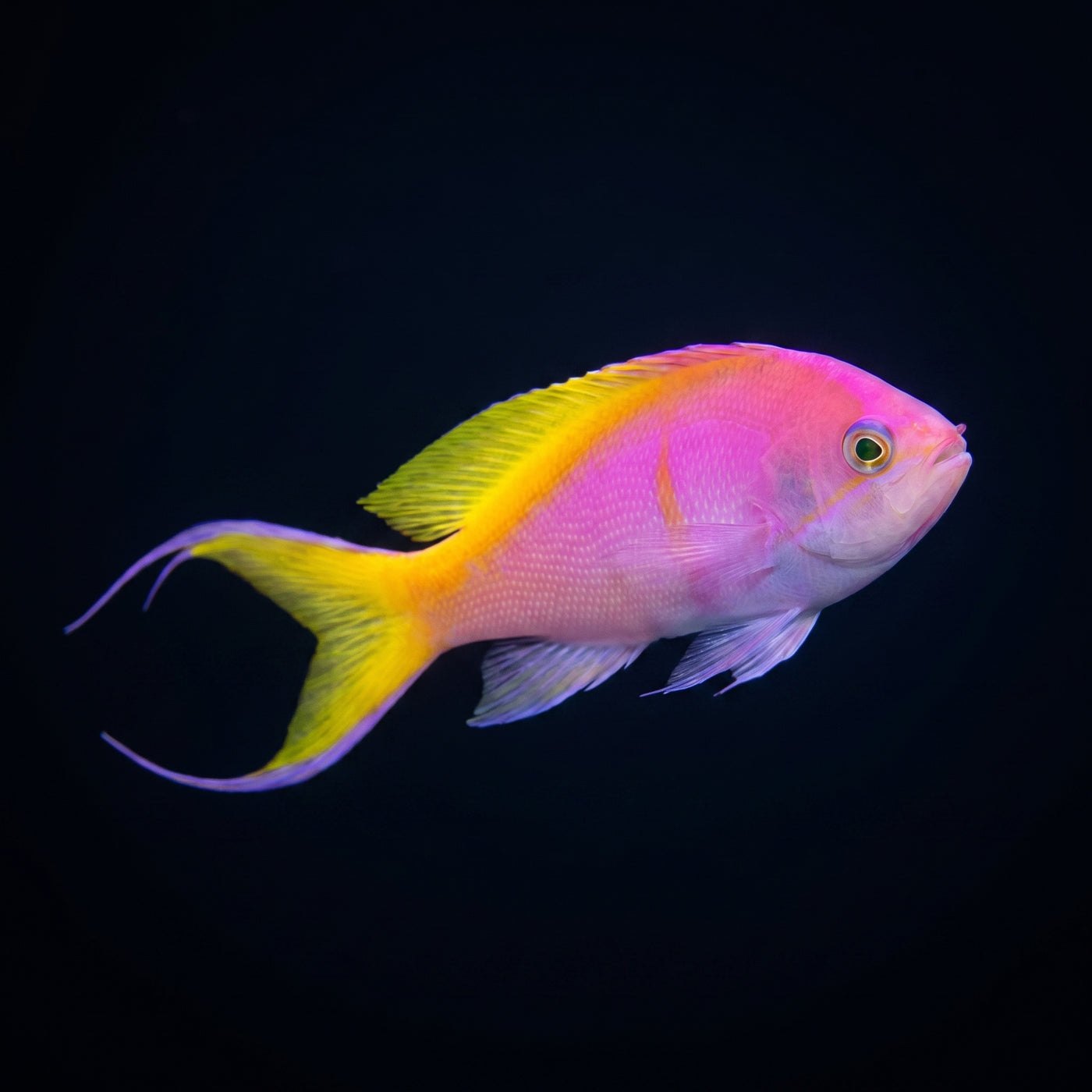 Bartlett's Anthias Balığı - Male