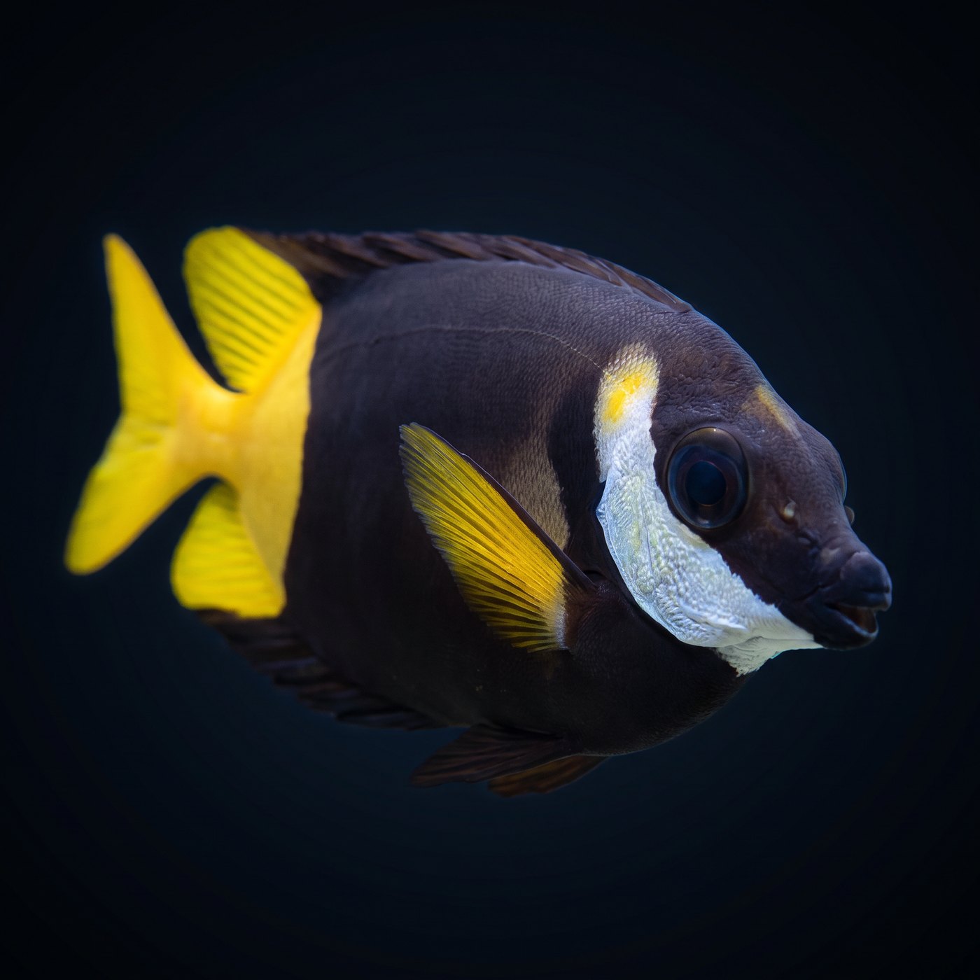 Bicolor Fiji Tavşan Balığı