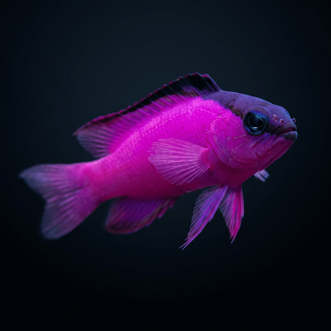 Black Cap Basslet Balığı