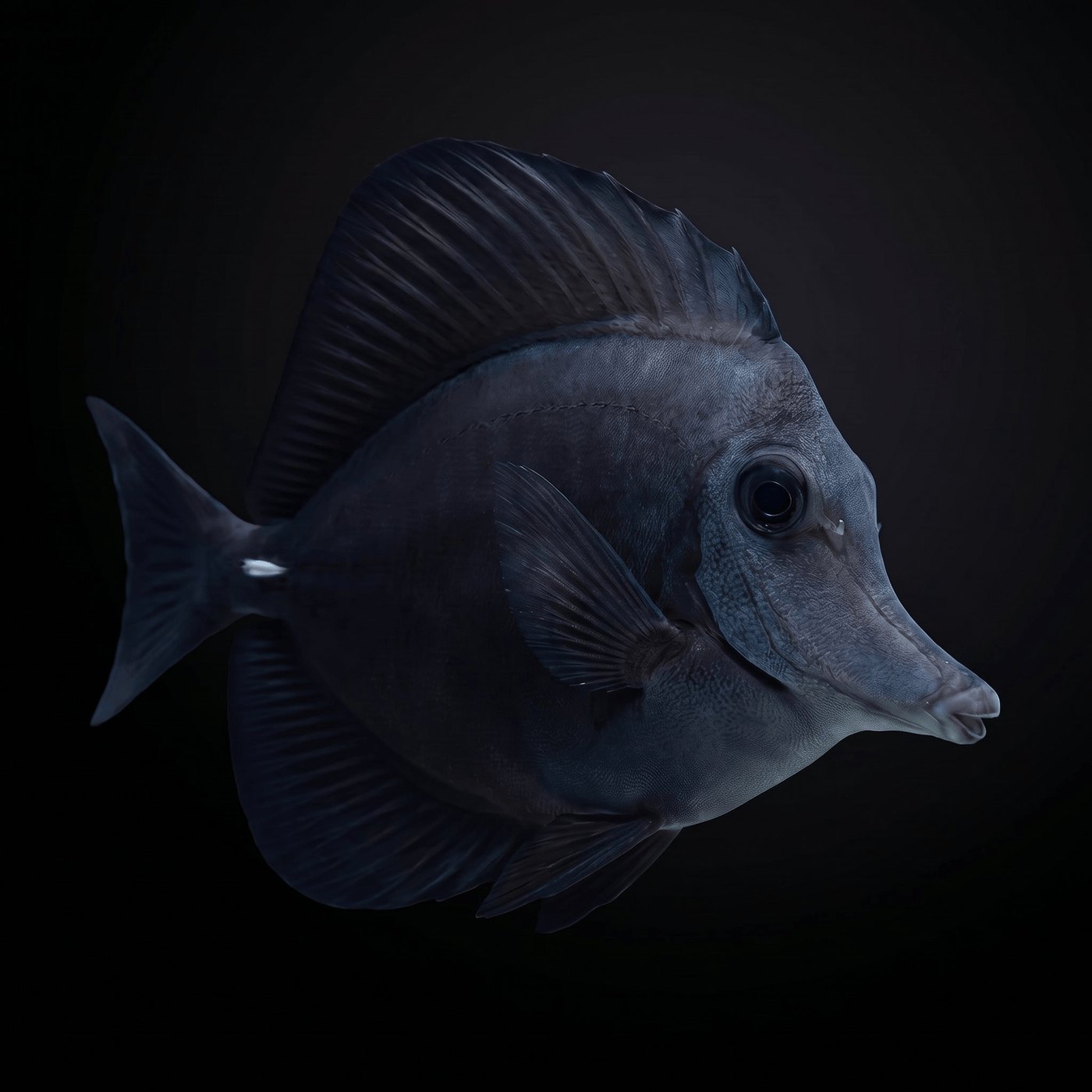 Black Longnose Cerrah Balığı