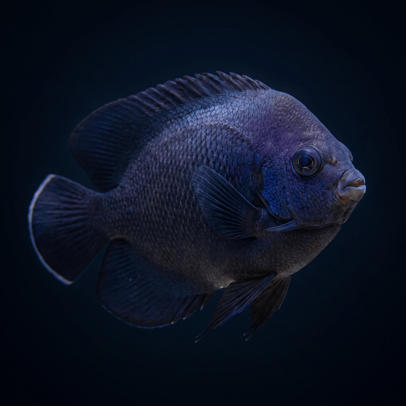 Midnight (Nox) Dwarf Melek Balığı