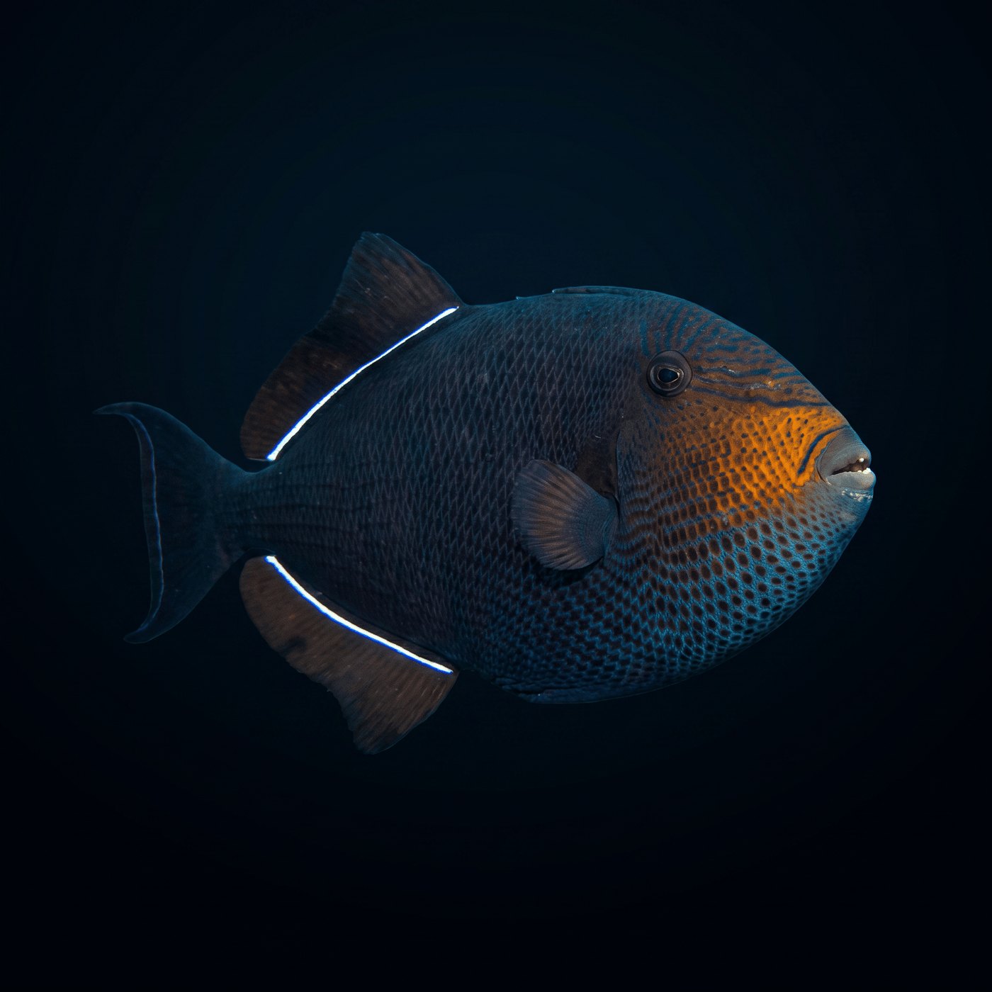 Black Tetik Balığı - Indian Ocean