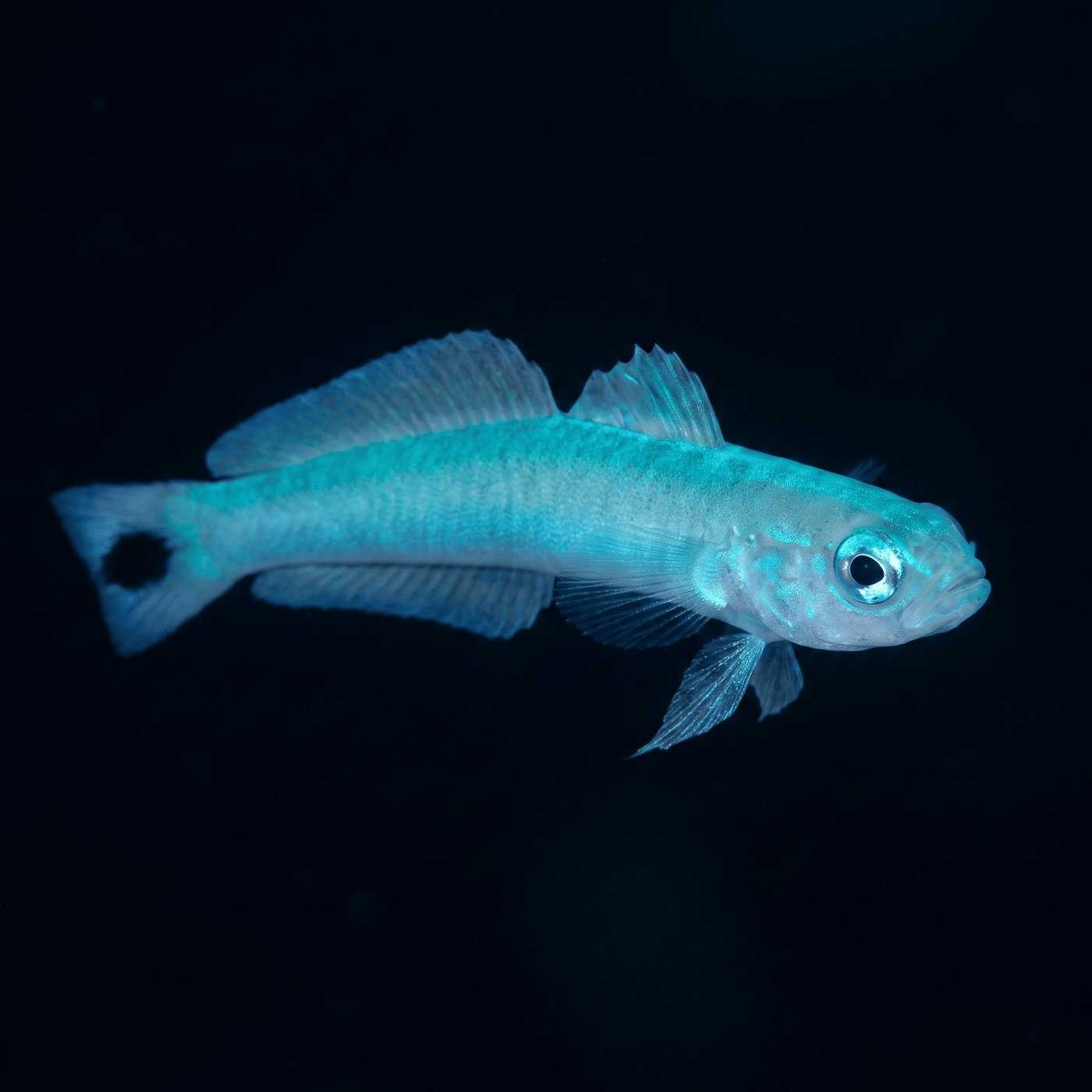 Blue Gudgeon Ateş Balığı