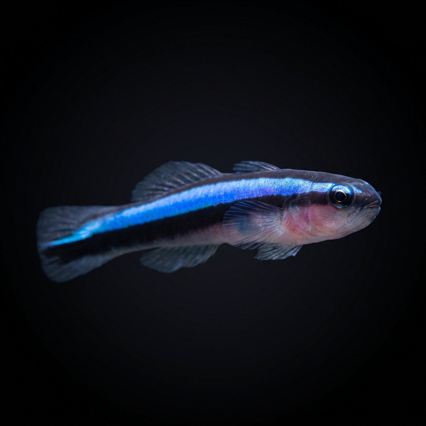 Blue Line Cleaner Goby Balığı