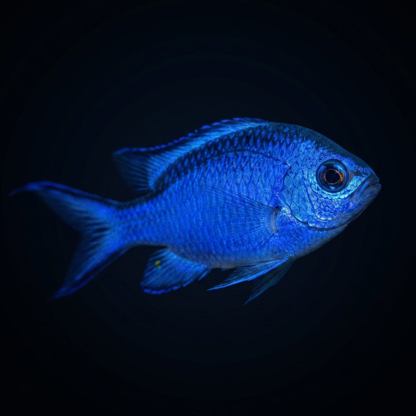 Blue Reef Chromis Balığı