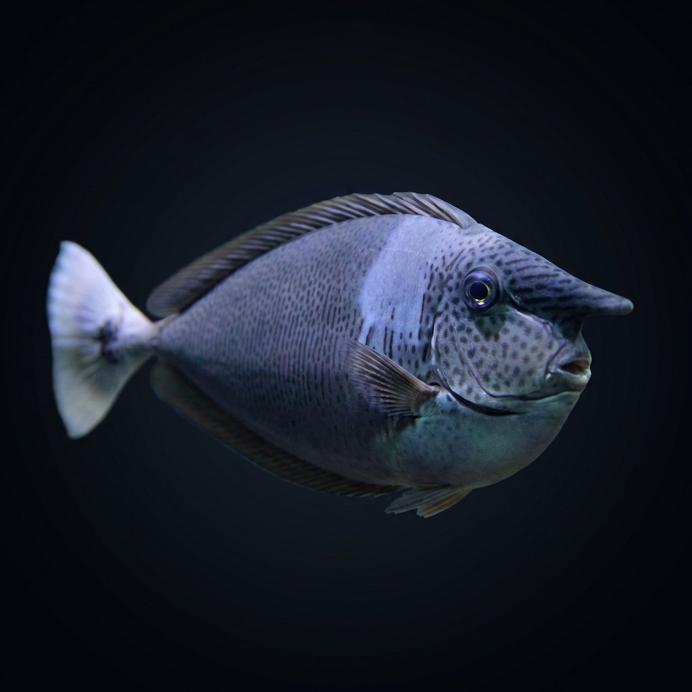 Blue Unicorn Balığı