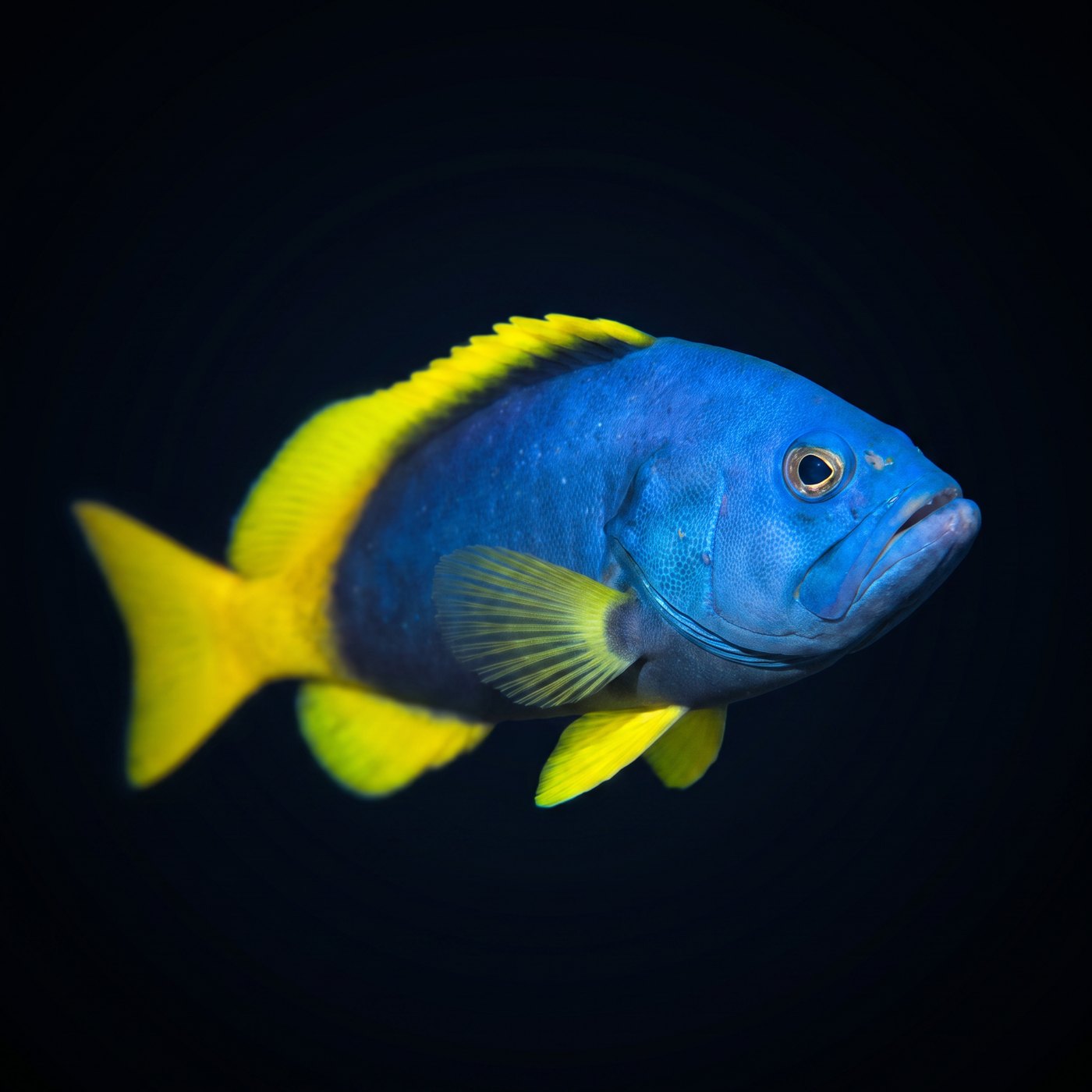 Blue & Yellow Cod Orfoz Balığı