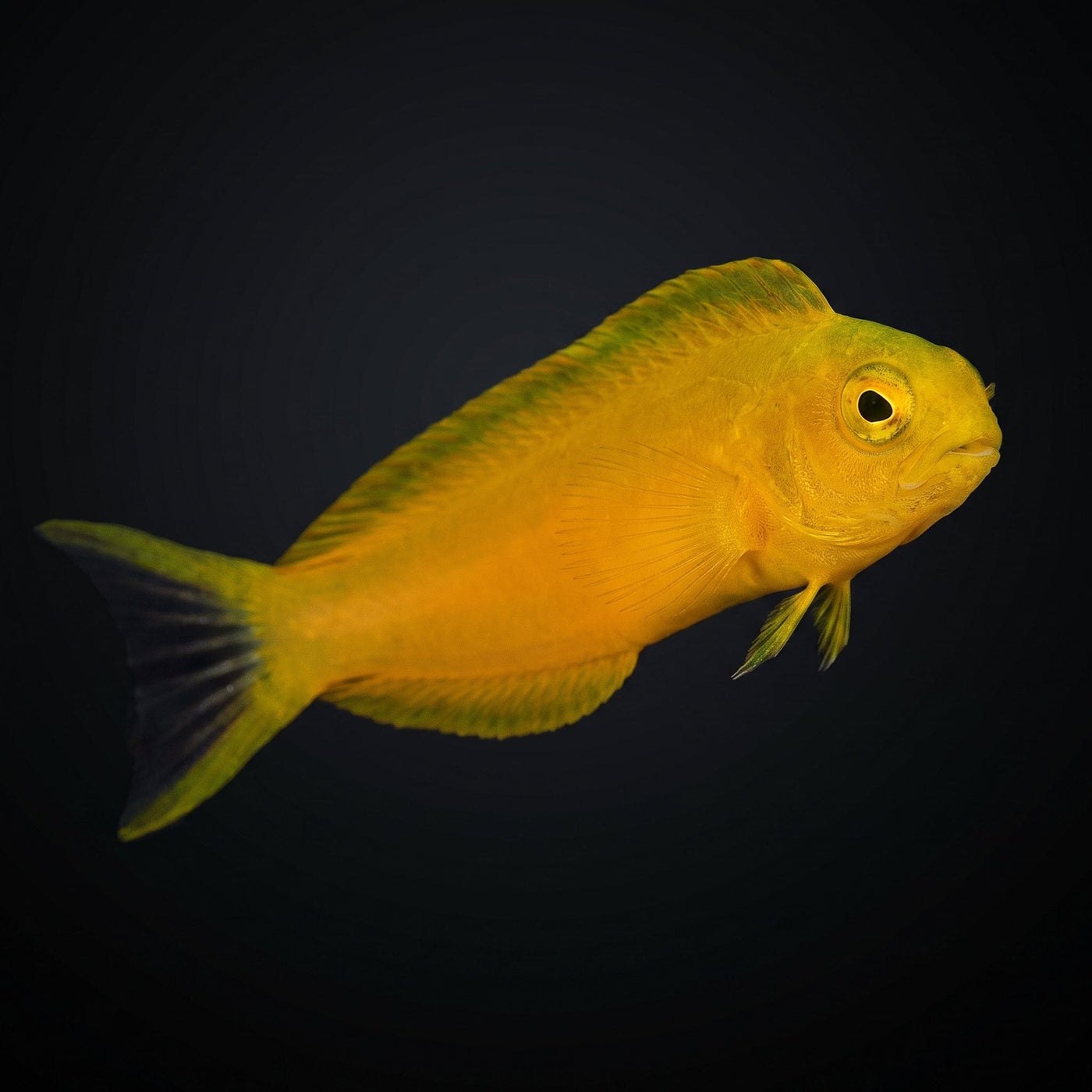 Canary Blenny Balığı