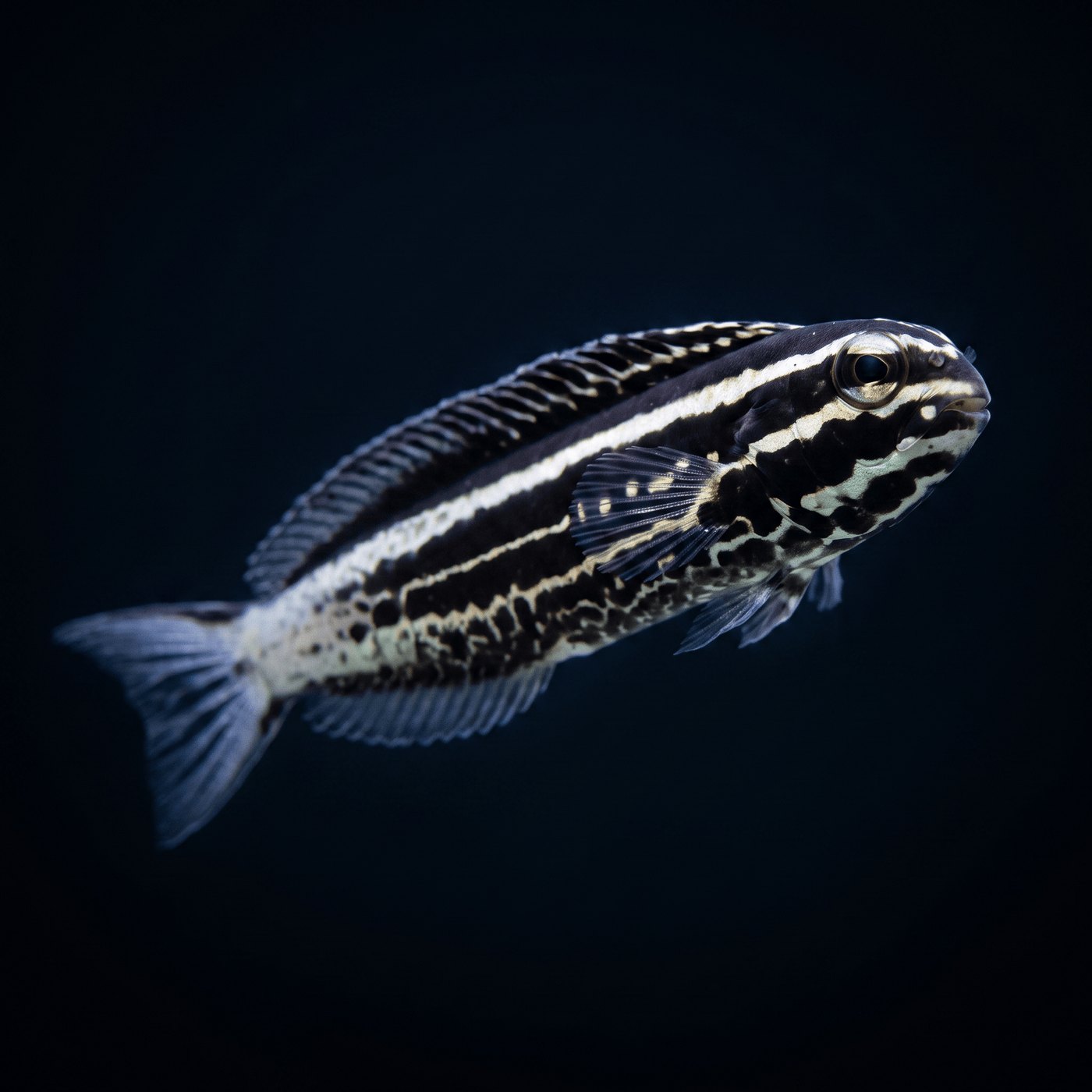 Captive-Bred Kamohara Blenny Balığı Balığı