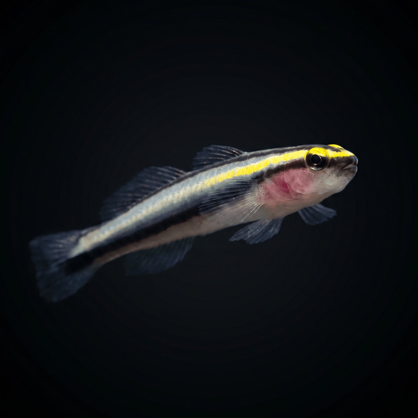 Captive-Bred Sharknose Cleaner Goby Balığı