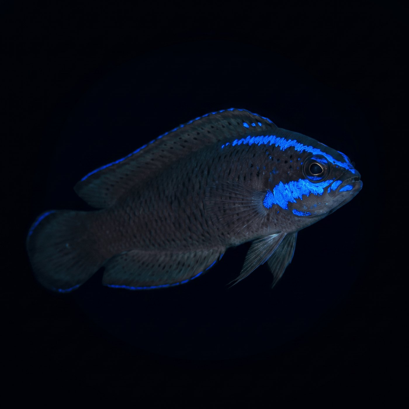 Captive-Bred Springeri Dottyback Balığı