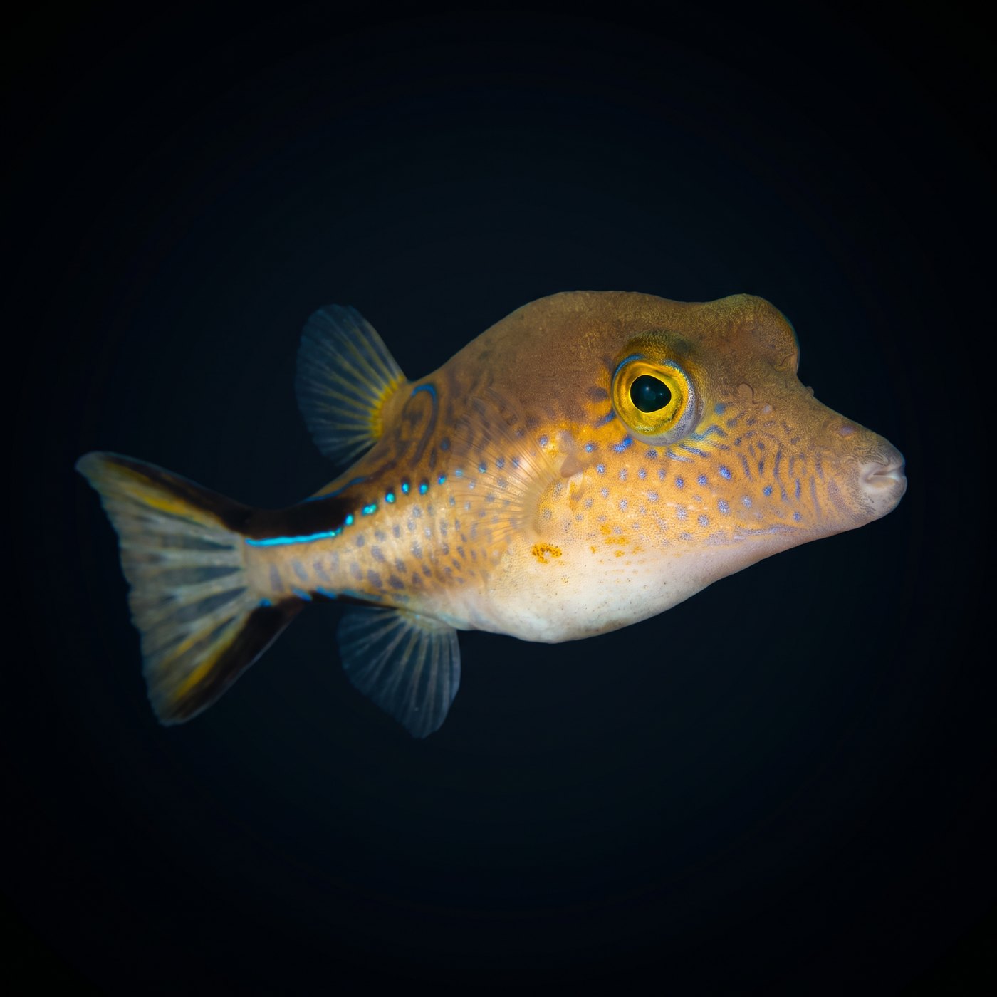 Caribbean Sharpnose Balon Balığı
