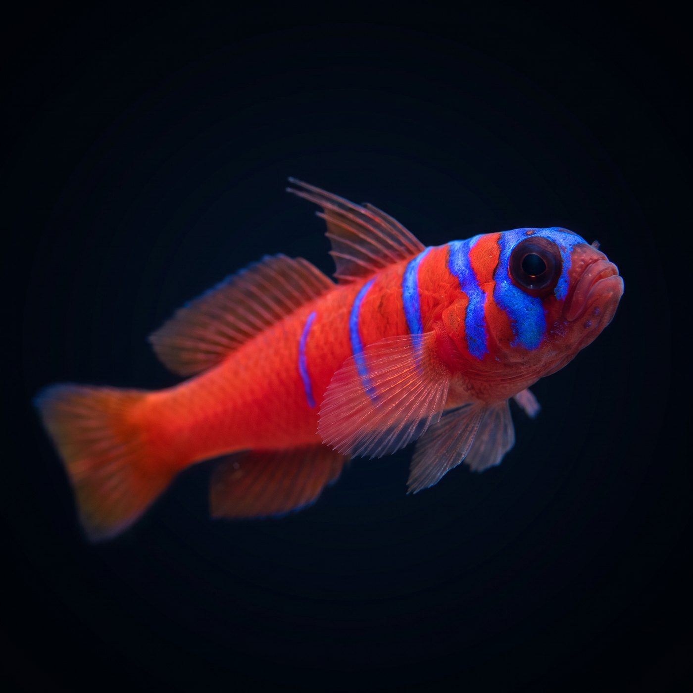 Catalina Goby Balığı