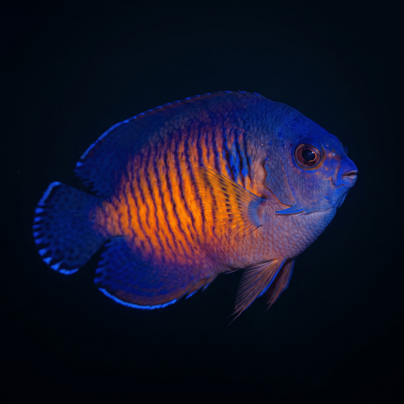 Coral Beauty Melek Balığı