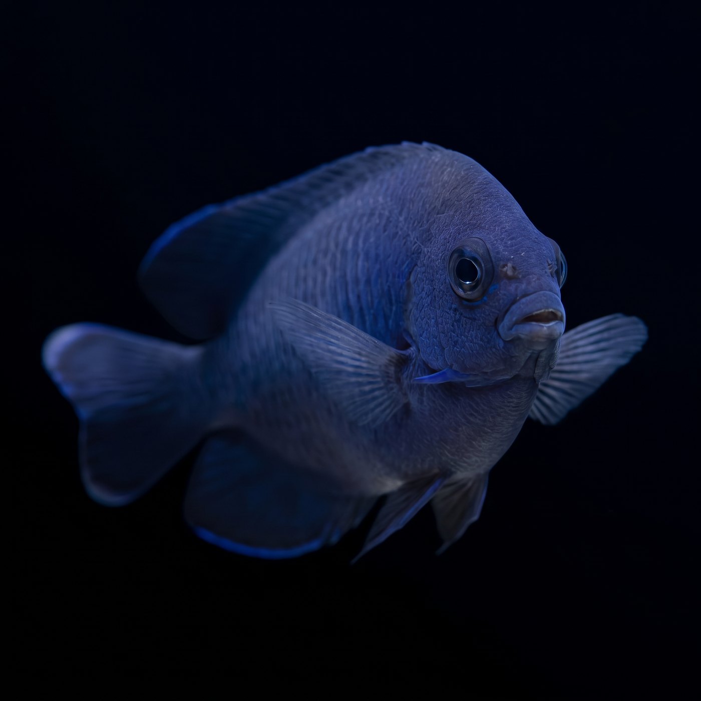 Deb's Blue Velvet Melek Balığı