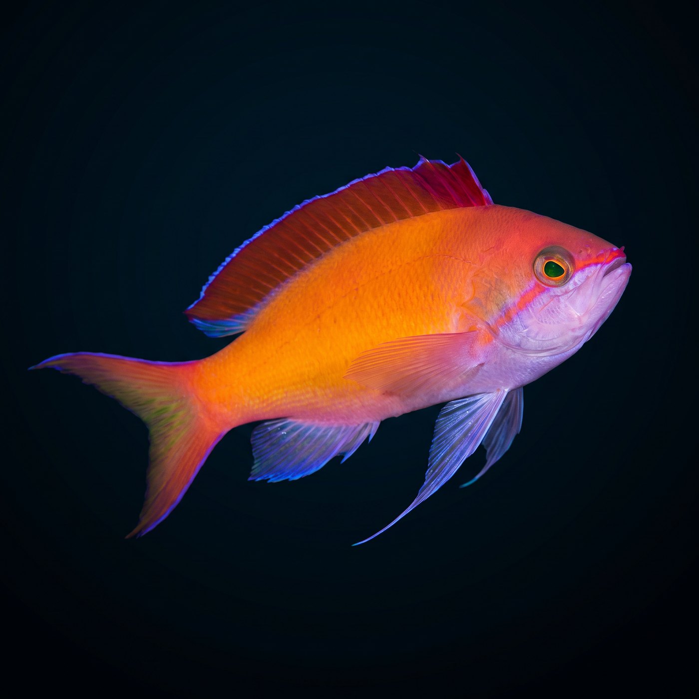 Dispar Anthias Balığı - Male