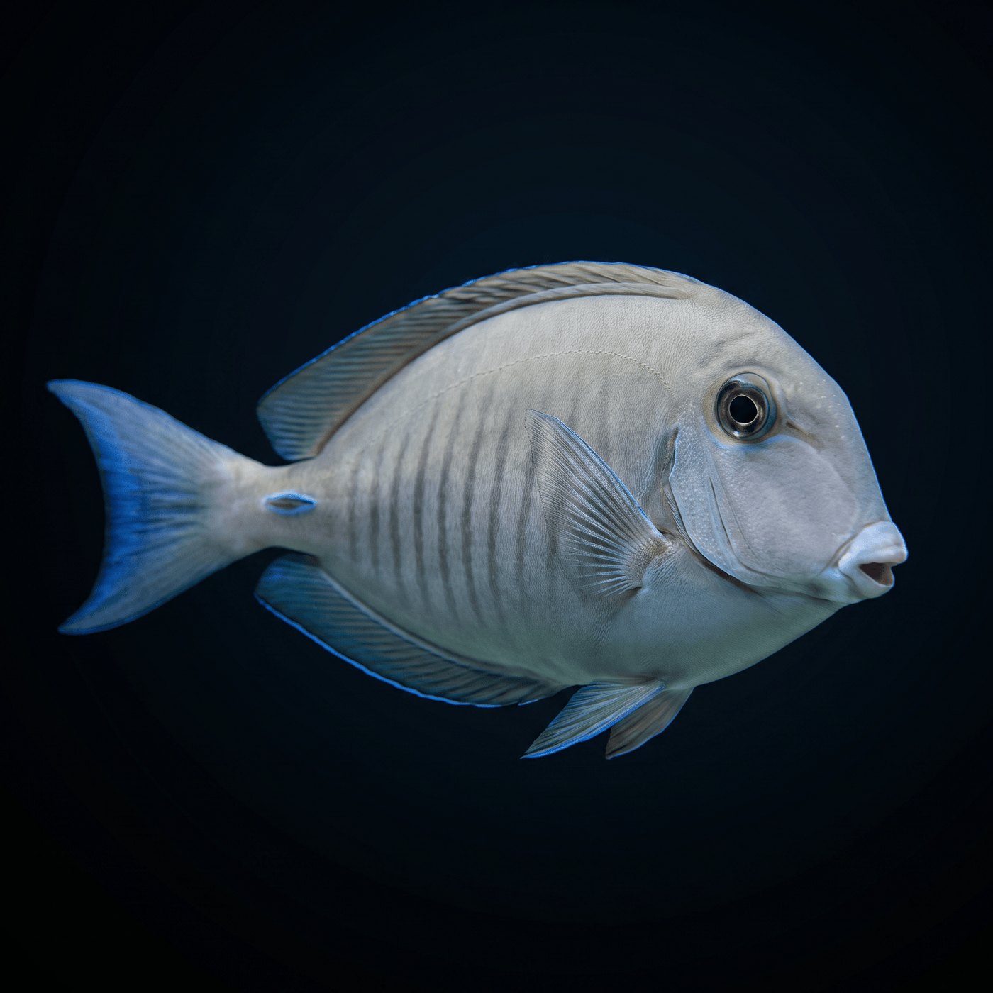 Doctorfish Cerrah Balığı