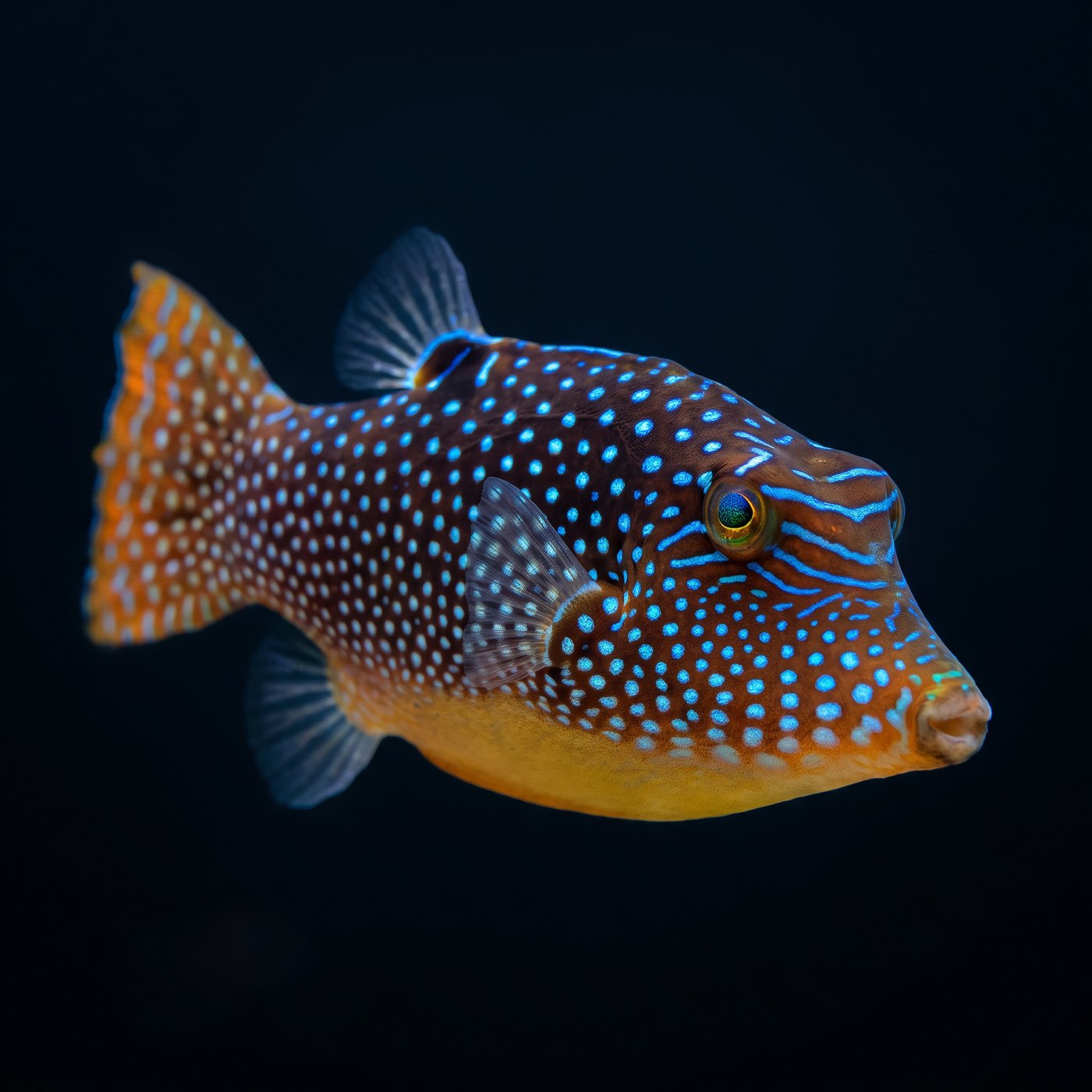 Fiji Blue Spot Balon Balığı