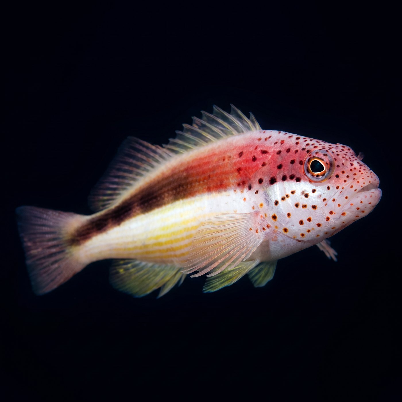 Freckled Şahin Balığı