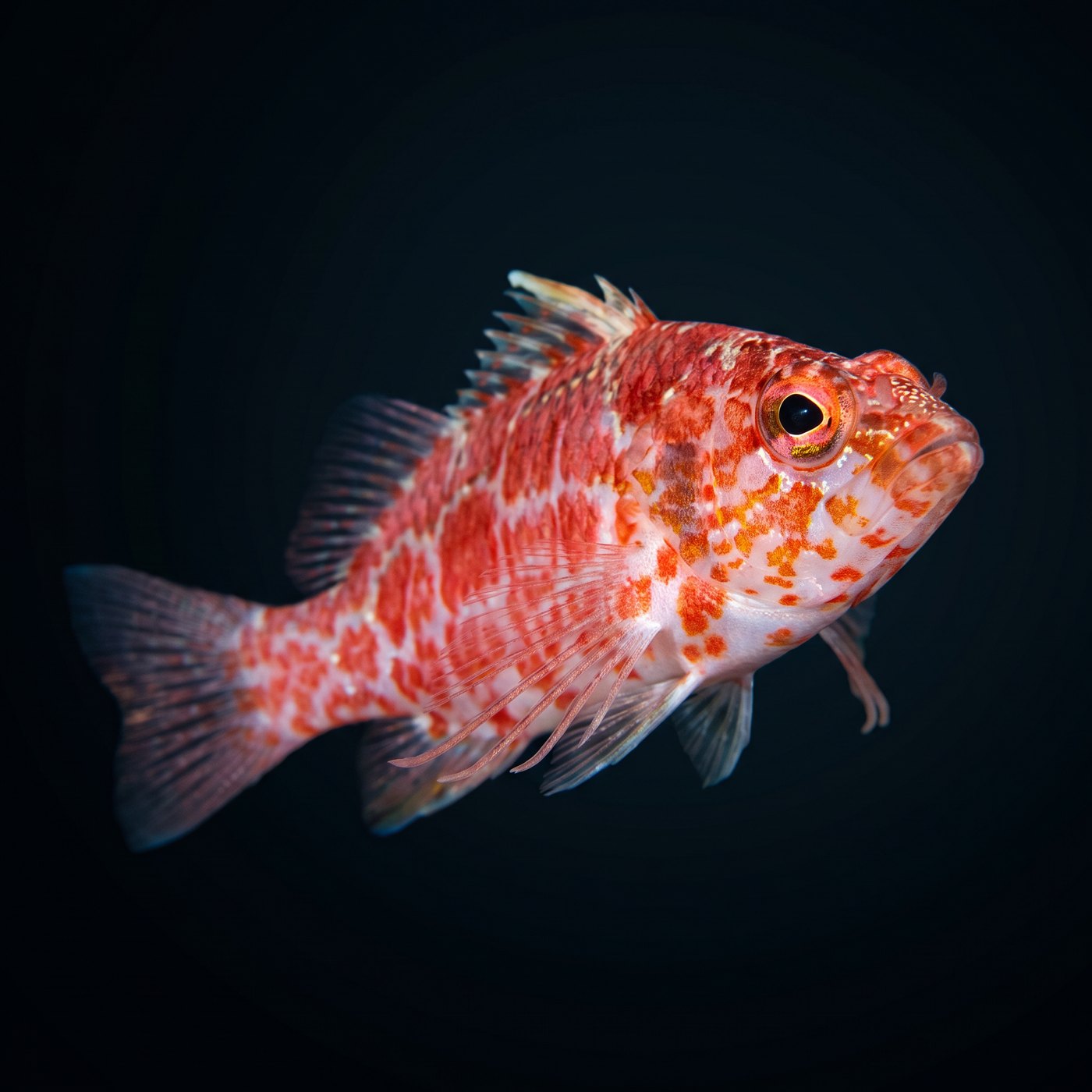 Geometric Pygmy Şahin Balığı