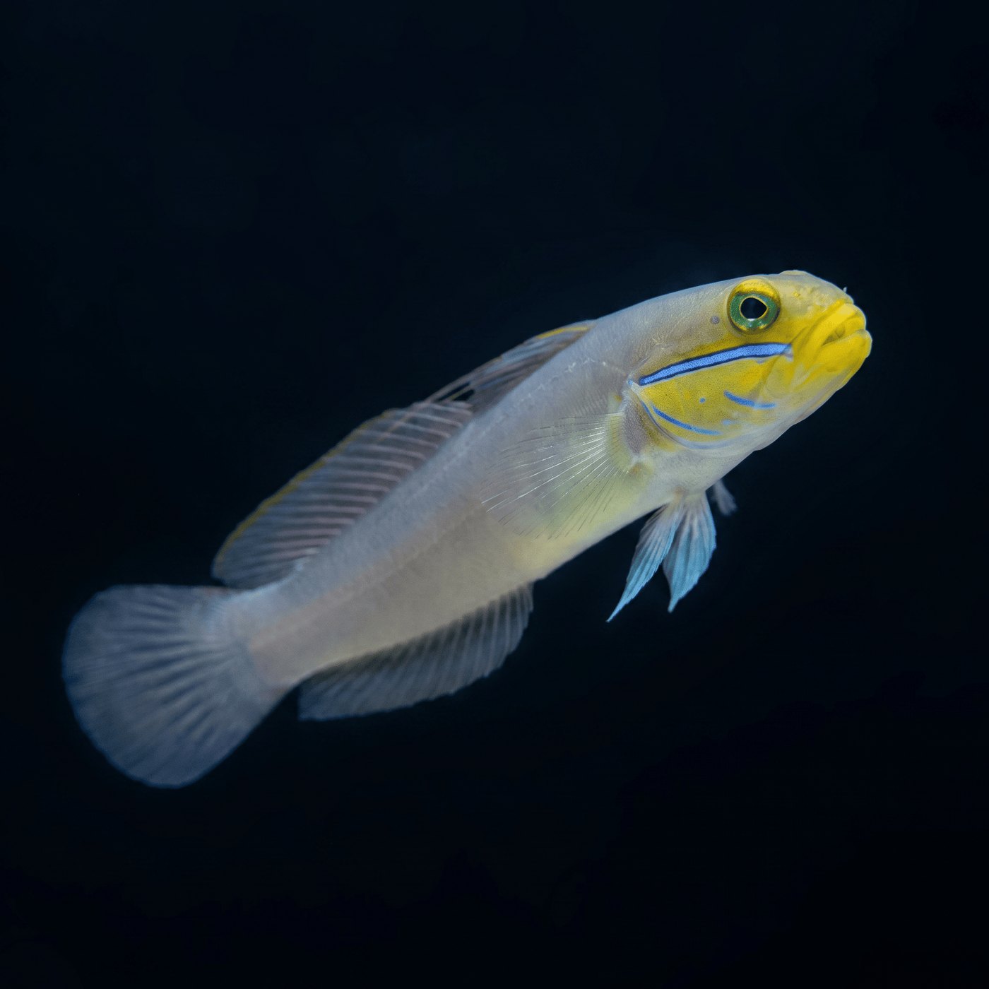 Gold Head Sleeper Goby Balığı