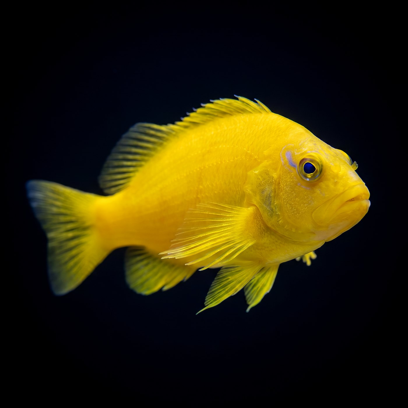 Golden Şahin Balığı - Tahiti