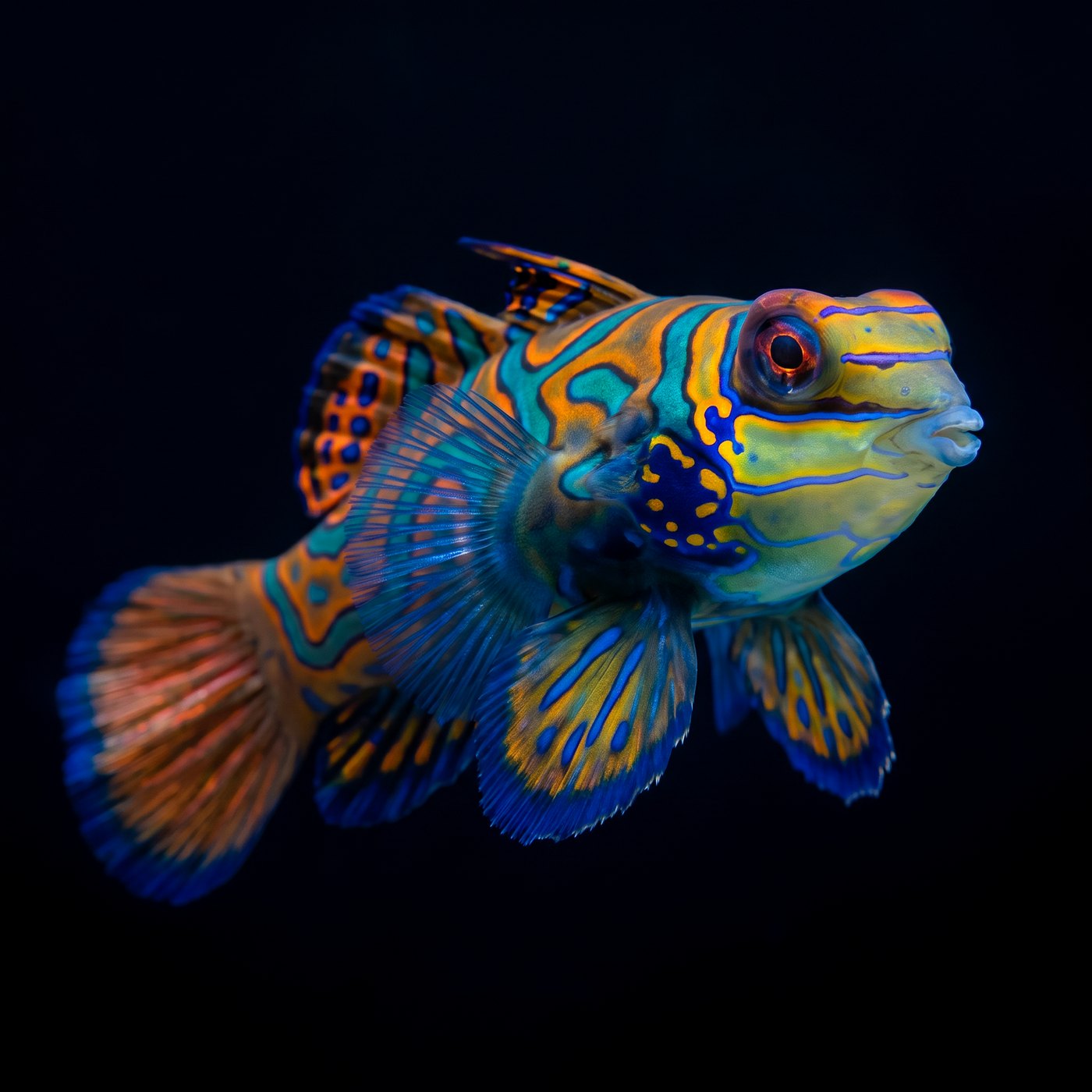 Green Mandarin Balığı