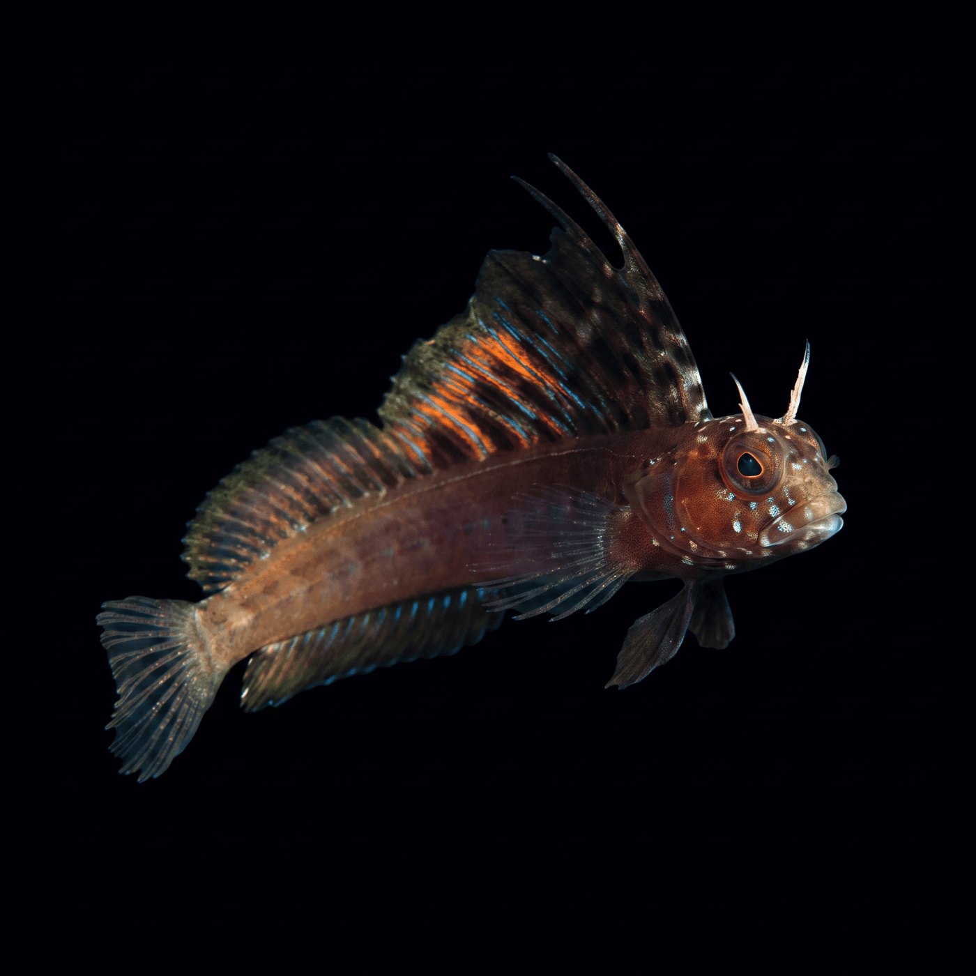 Gulf Signal Blenny Balığı