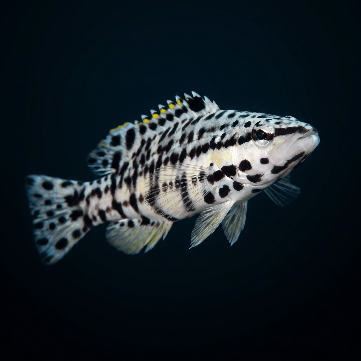 Harlequin Basslet Balığı