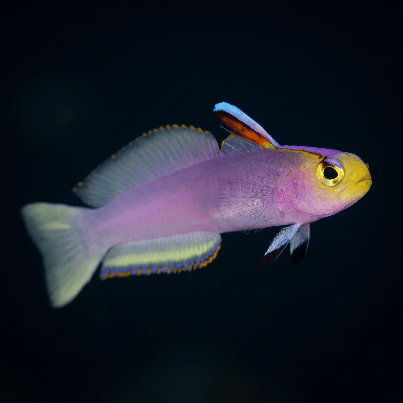 Helfrichi Firefish Goby Balığı