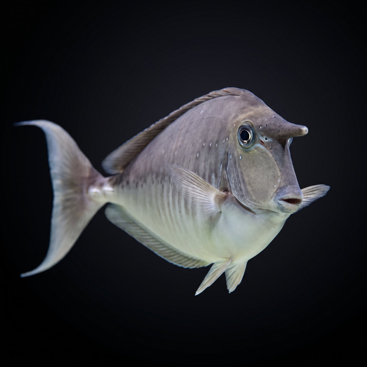 Humpback Unicornfish