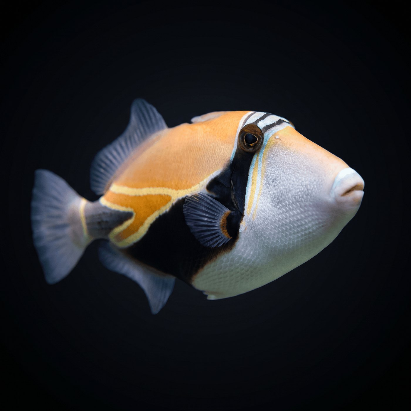 Rectangle Tetik Balığı