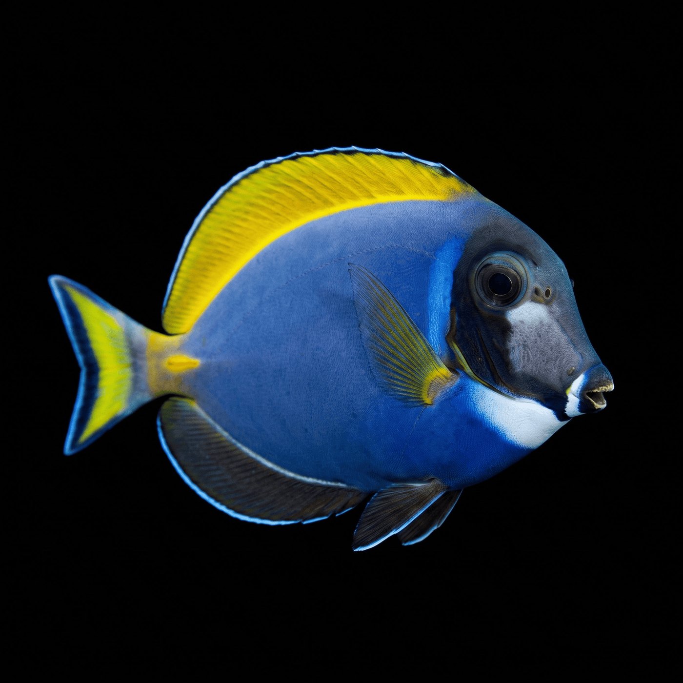 Hybrid Powder Blue Cerrah Balığı