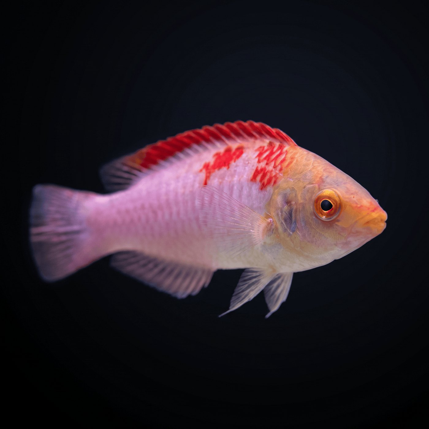 Koi Fairy Lapin Balığı - Male