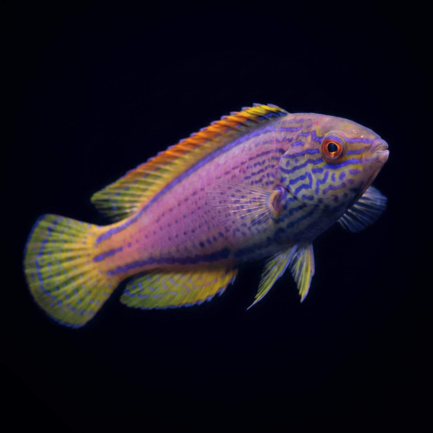 Lineatus Fairy Lapin Balığı