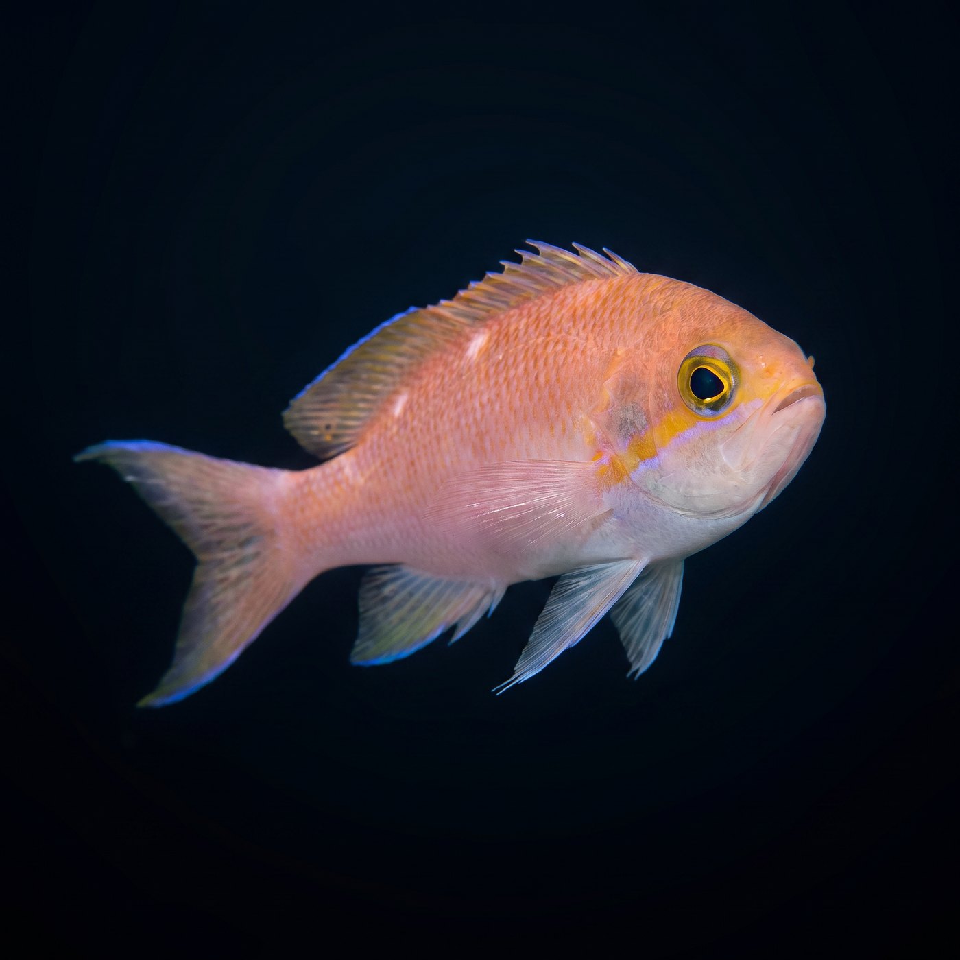 Luzon Anthias Balığı - Female