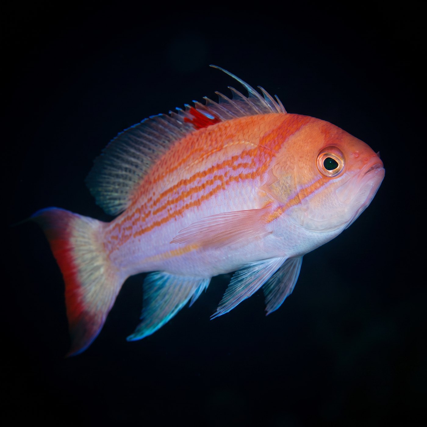 Luzon Anthias Balığı - Male