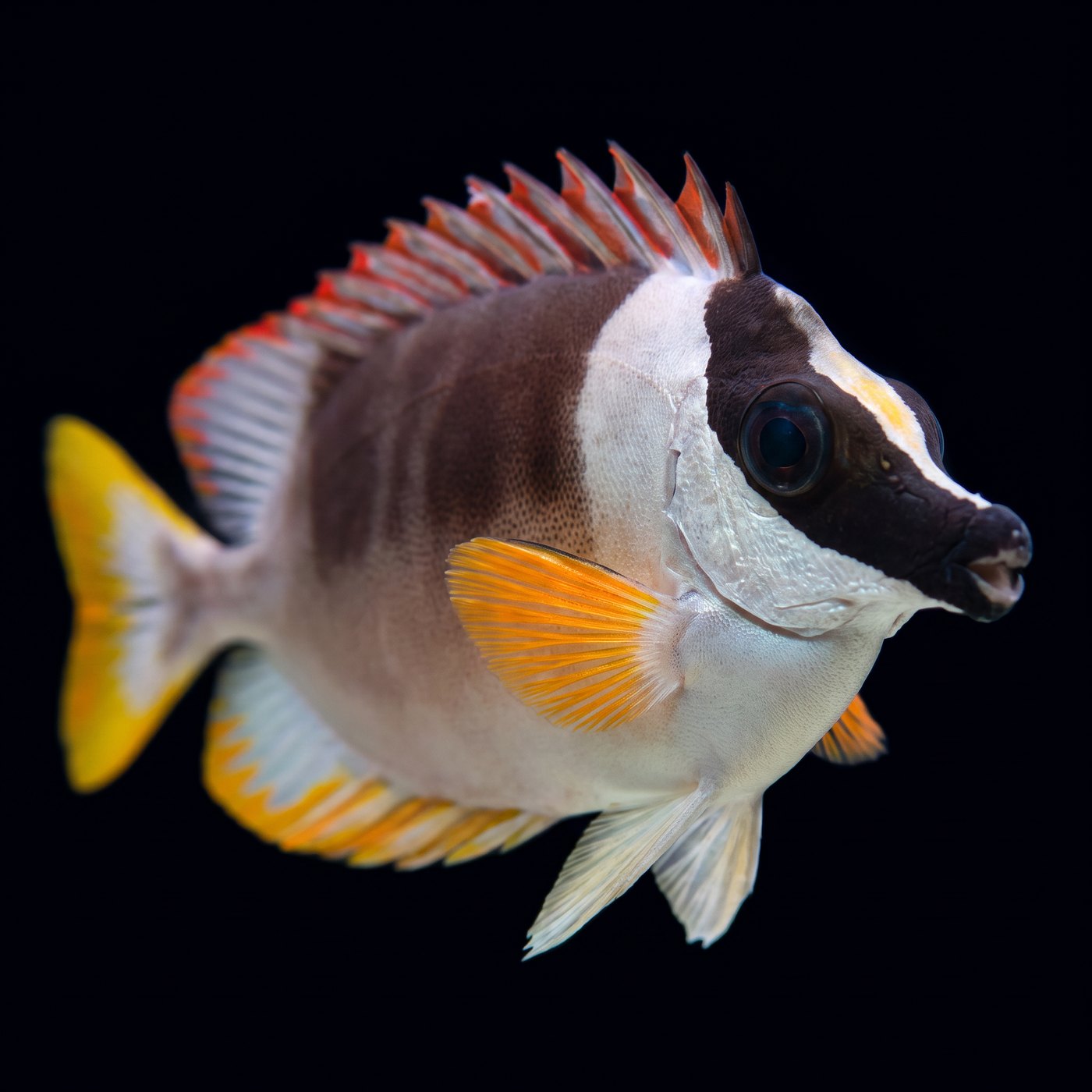 Magnificent Tavşan Balığı