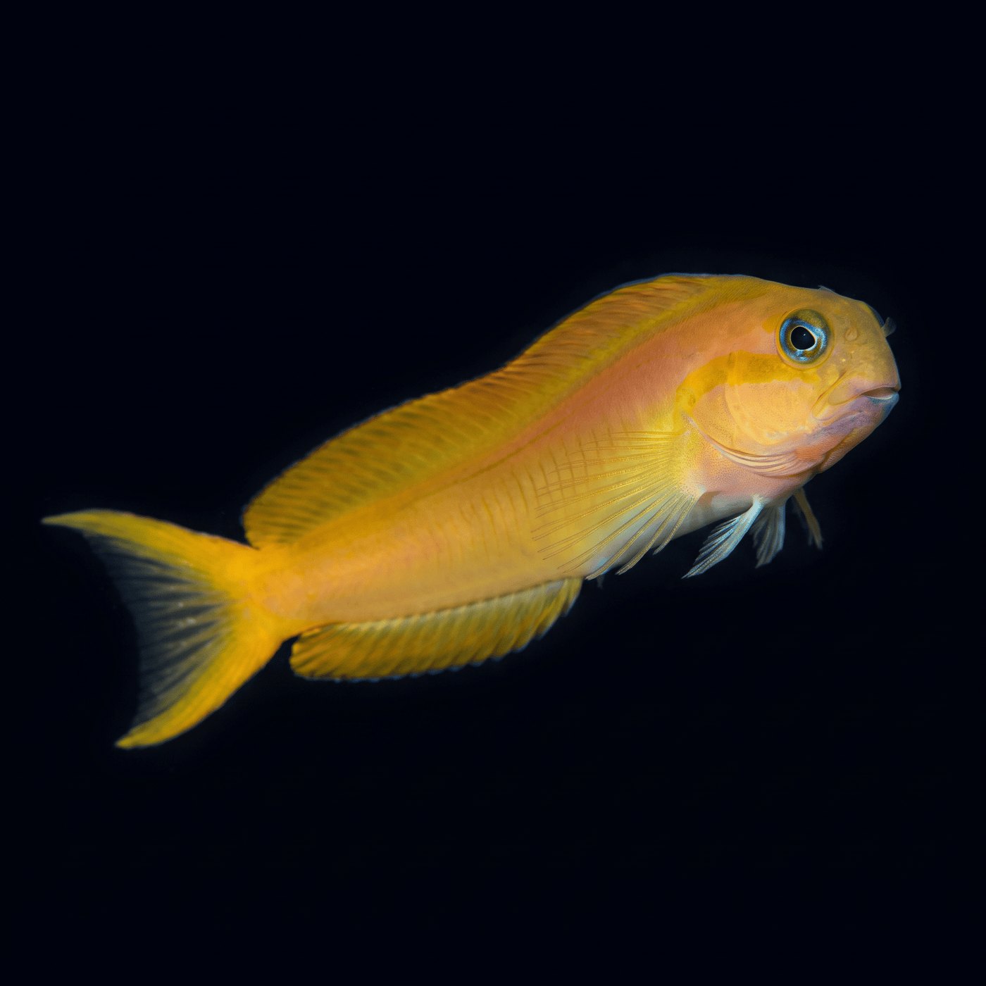 Midas Blenny Balığı