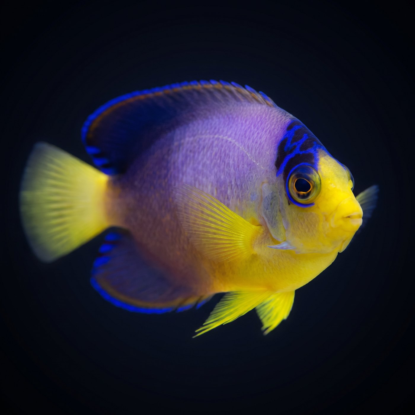 Multicolor Dwarf Melek Balığı