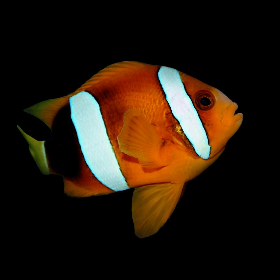 Wild Orange Clarkii Palyaço Balığı