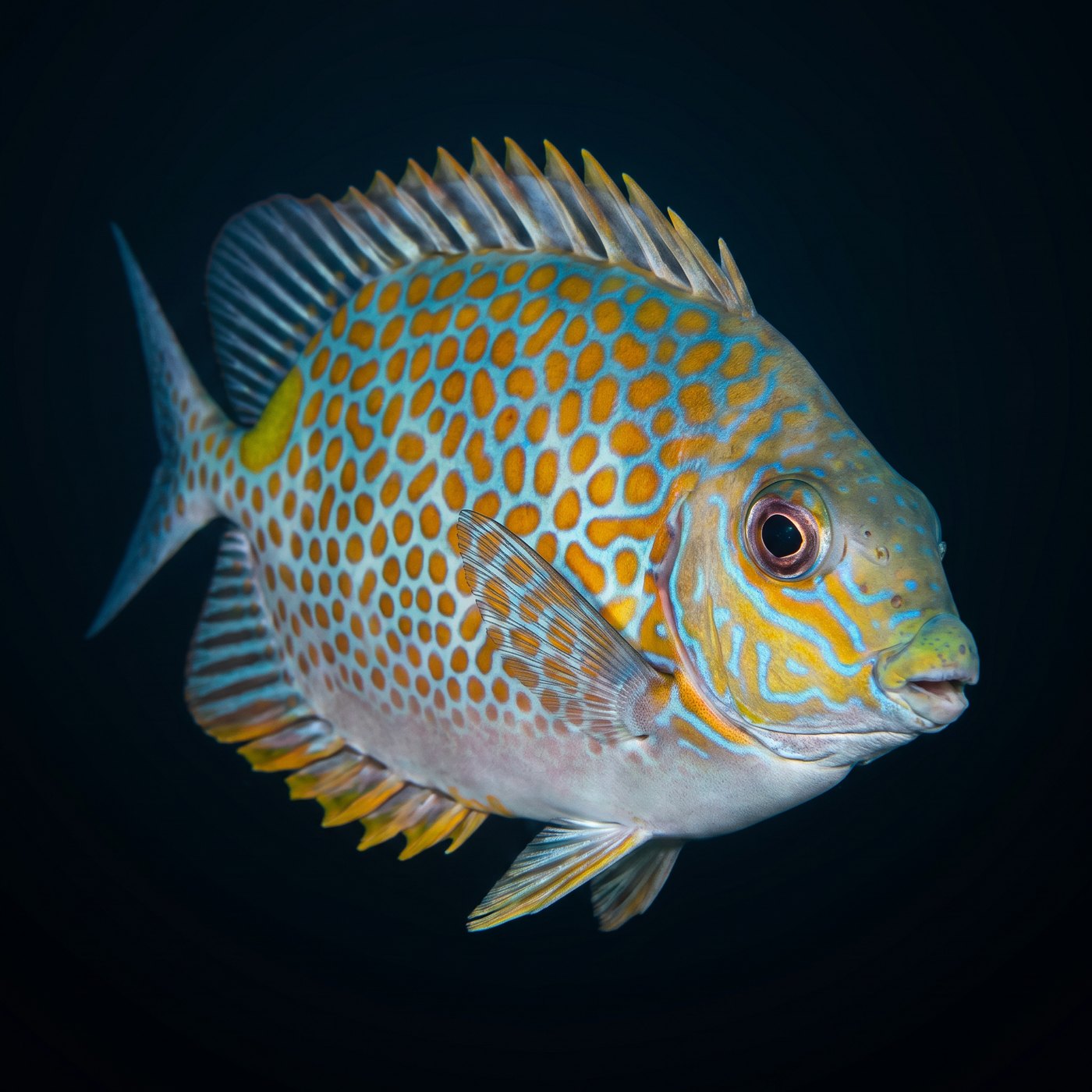 Orangespot Tavşan Balığı - Fiji