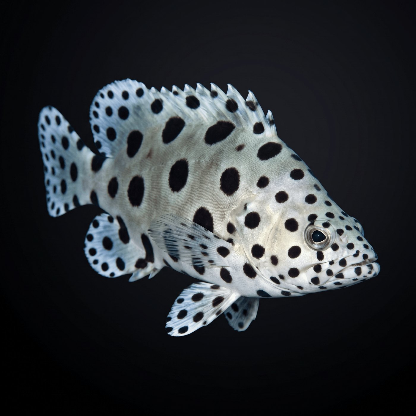 Panther Orfoz Balığı