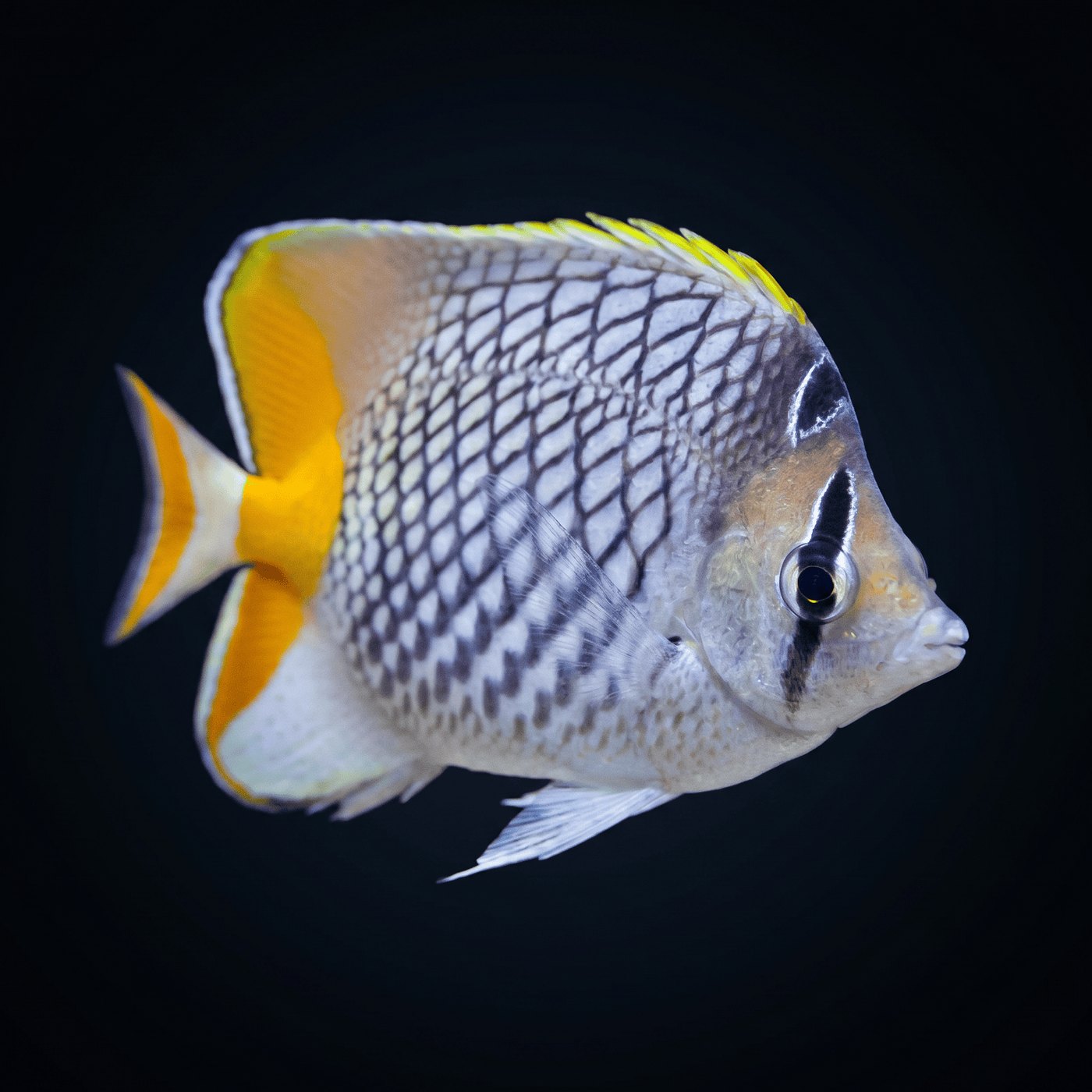 Pearlscale Kelebek Balığı